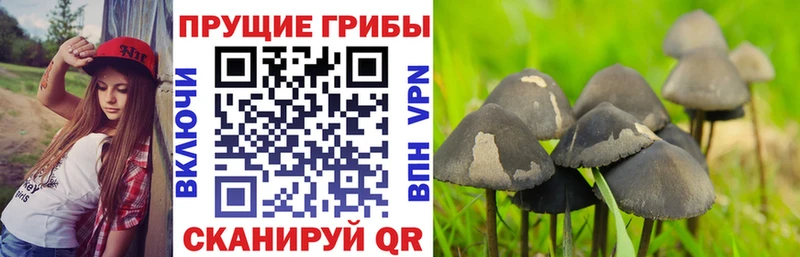 что такое   гидра как зайти  Псилоцибиновые грибы мухоморы  Пыть-Ях 